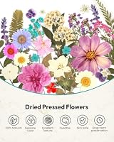 Dried Flowers, Resiners 100Pcs Pressed Flowers for Craft — image 7