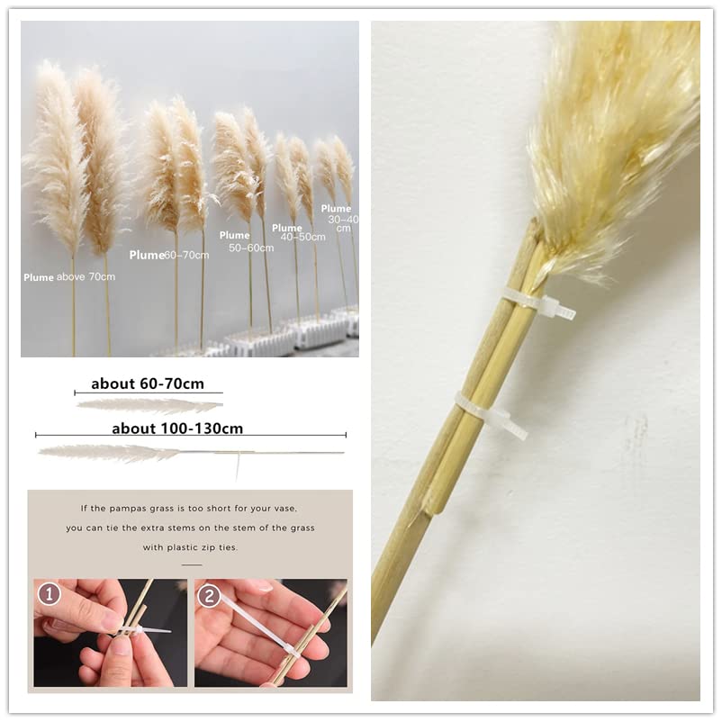 Pampas Grass Large 10PCS Plume 40-50cm miniatura 2