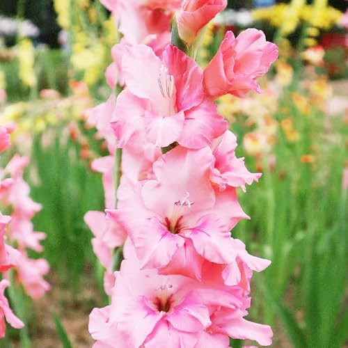Gladioli da ufficio Bulbi di perenni e resistenti all'inverno resistenti balcone decorazione balcone serra bonsai interni 30pcs