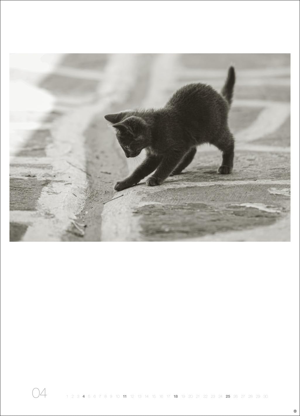 Cats Edition Kalender 2027: Elegante Samtpfoten in schwarz-weiß in einem XXL-Kalender. Tierkalender 2027 im Großformat. Hochwertiger großer Fotokalender für Katzenfans.