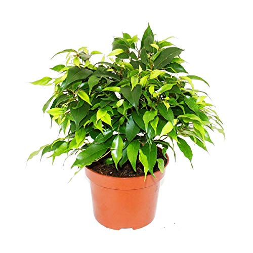 Exotenherz - Buschige Birkenfeige - Ficus benjamini 'Kinky Green' - 12cm Topf
