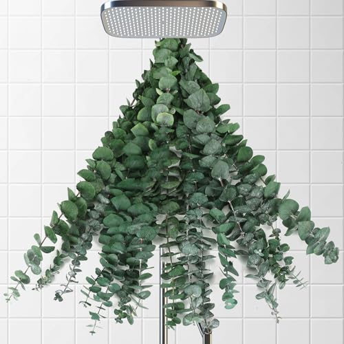 Image of 12 Pcs Dried Eucalyptus Stems for Shower, 17'' Natural Real Live Eucalyptus Leaves Branches Hanging Shower Plant for SPA Home Fragrance Bathroom Table Vase Decor