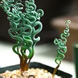 New Fresh 60pcs Green Trachyandra Plant Seeds Generic