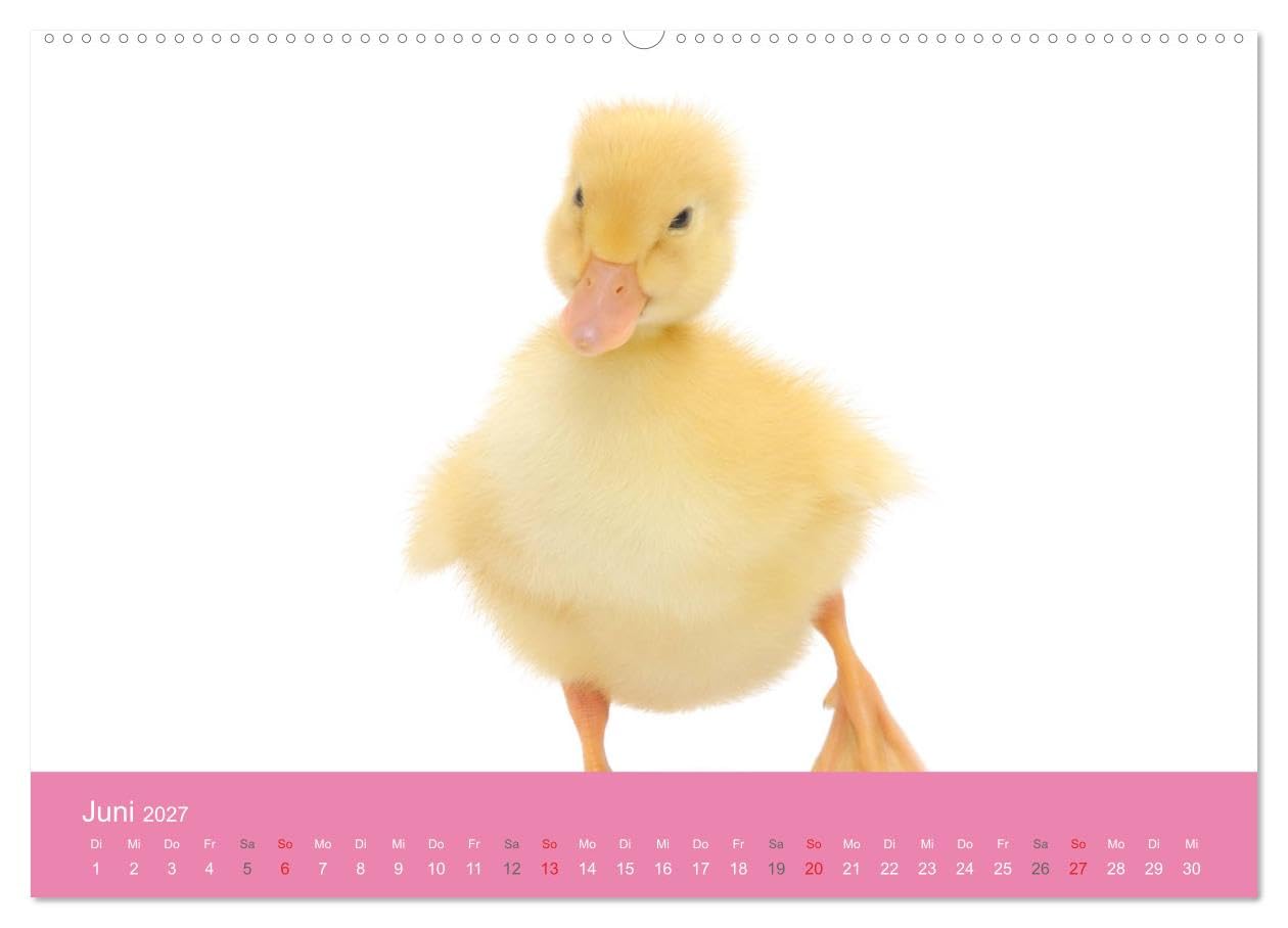 CALVENDO - Süße Tier-Babys! (hochwertiger Premium Wandkalender 2027 DIN A2 quer), Kunstdruck in Hochglanz: Kleine Herzensbrecher für die ganze Familie