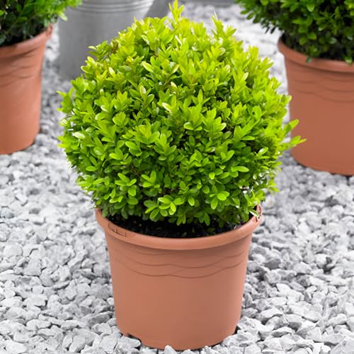 Bosso comune Buxus sempervirens pianta a palla, sfera ø30 in vaso ø24 cm Vivaio di Castelletto