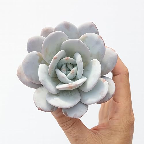 Miniatura 2 de Echeveria Laui - Suculenta viva - Maceta de 2.5 pulgadas - Tolerante a la sequía, bajo mantenimiento, ideal para interiores y exteriores, terrarios,