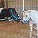 Majestic Ally Pack of 2 Adjustable Halter for Horses–Adjustable Chin and Crown– Sewn-in Throat Snap Hook- Heavy Duty Hardware–Full (Full, Black)