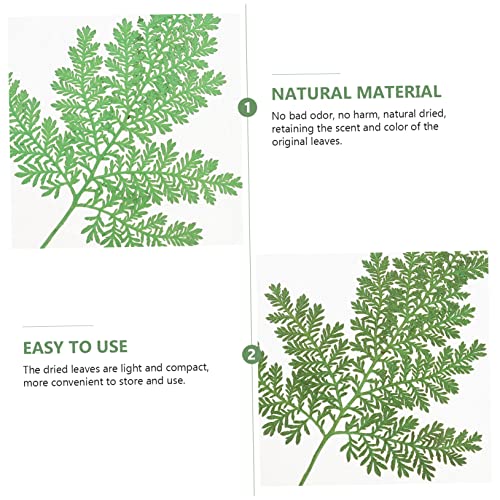 SEWACC 240 Pçs Flores Secas Em Relevo Flores Secas Naturais Manual Verde