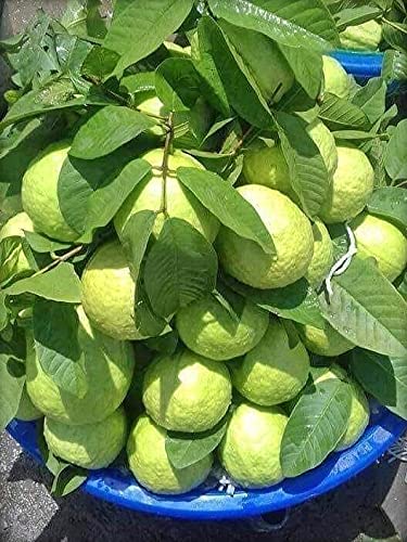 InGreen Hybrid Harija Variety Guava Grafted Live Plant[v1] (B09H3DDHNV) Amazon Price History, Amazon Price Tracker