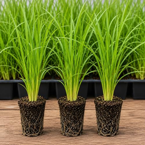 Live Lemongrass Plug Plants for Planting | Culinary Lemon Grass Herb Starter Plugs | Hardy Fast Growing Herb Plants for Tea Cooking Mosquito Repellent & Container Gardens (1 Plug)