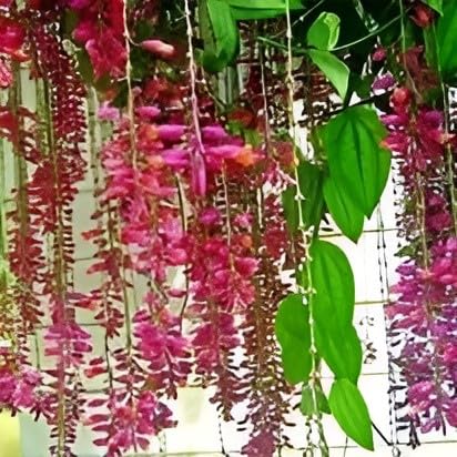 Oxy Green Plantbasor Lata Climbers Vines Scarlet Clock Vine Chonga Lota Indrapushpa Thunbergia Coccinea Ladys Slipper Vine Healthy Live Flower Plant Actual Plant Height,5 Ft To 1.5Ft,. (B0C34C89MZ) Amazon Price History, Amazon Price Tracker