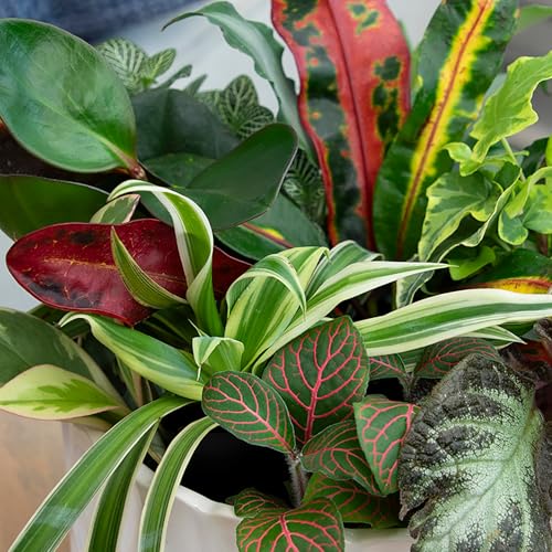 Altman Plants Live Houseplants (6PK), Indoor Plants for Delivery Prime, Live Plants and Gardening Gifts for Plant Lovers, Planters for Indoor Plants with Potting Soil, Live House Plants Indoors Live - Image 4