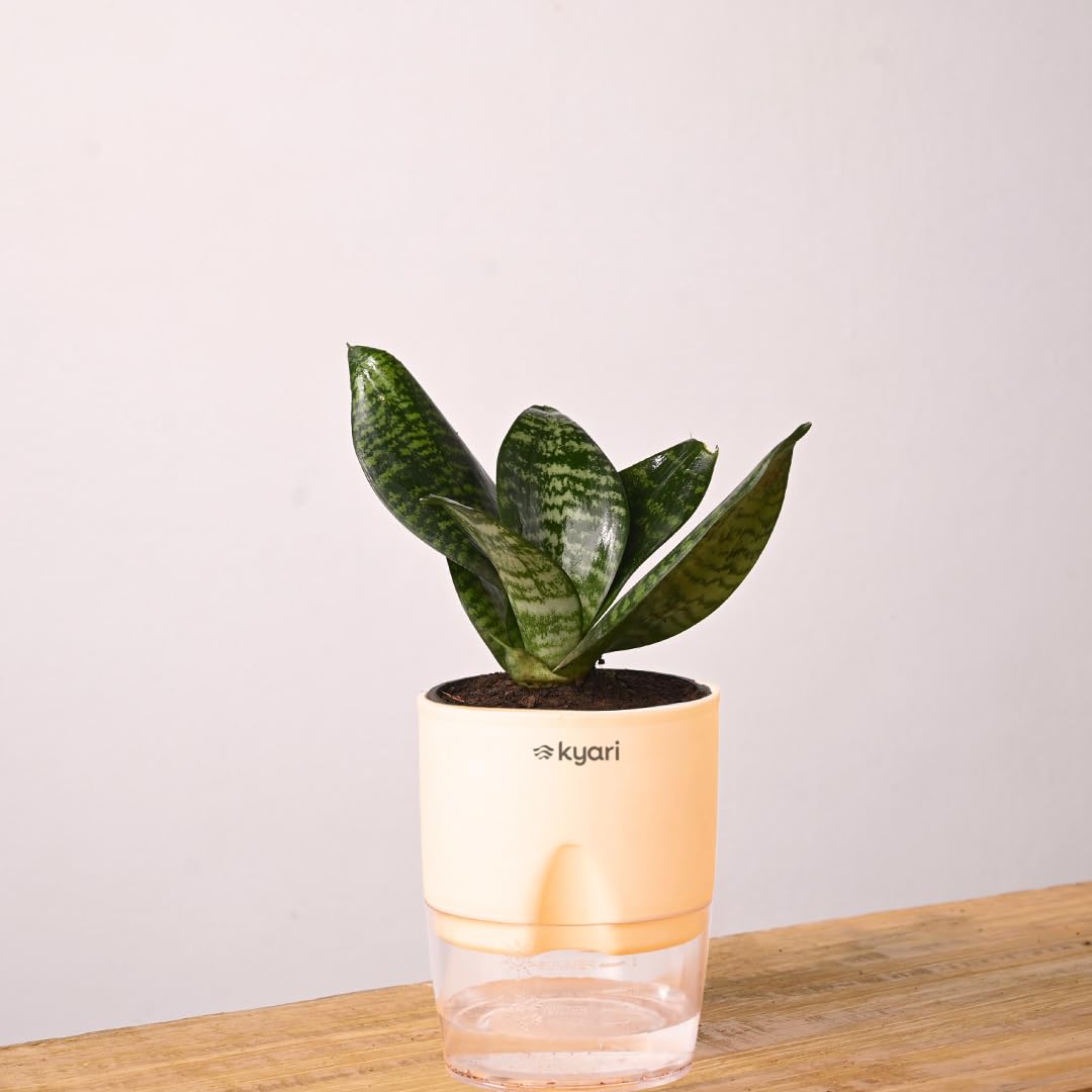 KYARI Sansevieria Green Snake Indoor Plants for Living Room | Live Plants | Plants with Cream Self Watering Pot for Home | Air purifier plants | Plants for Home Decor | Plants for Garden & bedroom (B0BD8Q5M2Y) Amazon Price History, Amazon Price Tracker