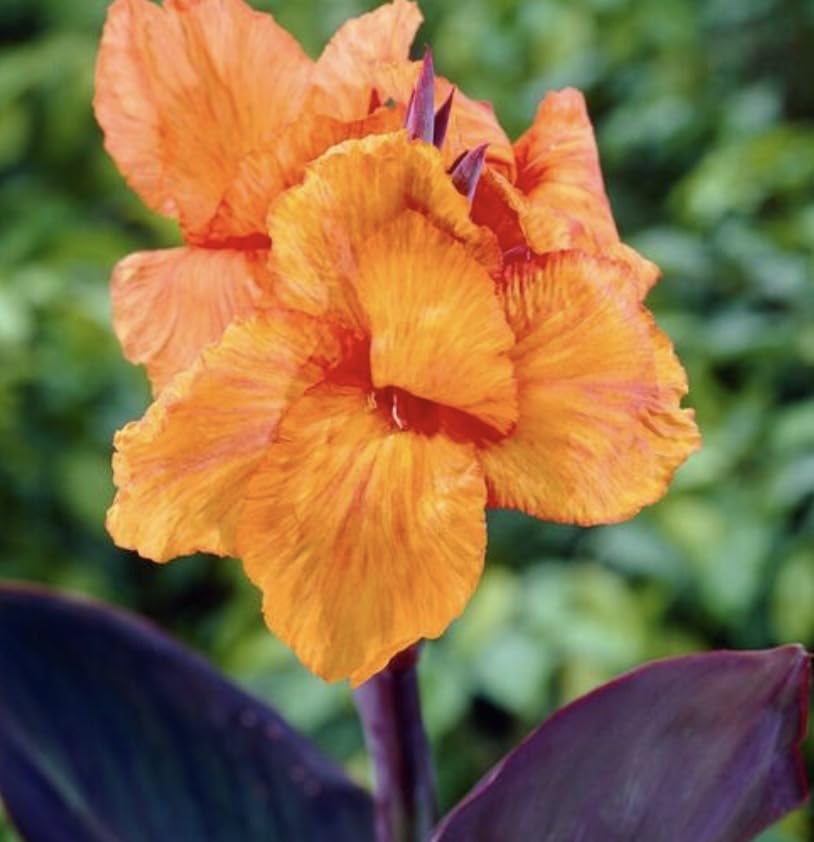 Wyoming Canna Lily Bulbs