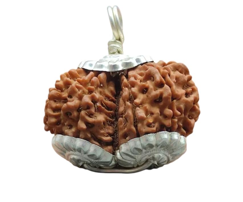 Gauri Shankar Rudraksha Nepali Gaurishankar Rudraksha Original Certified गौरी शंकर रुद्राक्ष Gauri Shankar Rudraksha Pendant Naturally Joined Combined Rudraksha Nepal Gori Shankar Rudraksha-image-12