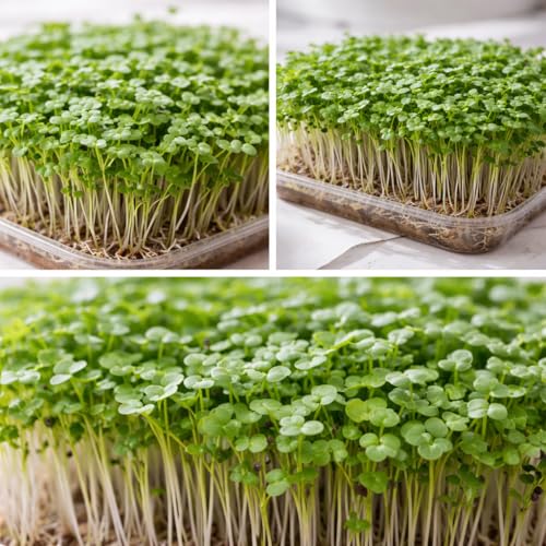 Image of Broccoli Microgreen Seeds, Non-GMO Chemical Free, 50 GM Pack, Rich in Sulforaphane, Vitamins A C K, Fiber, Grown in India