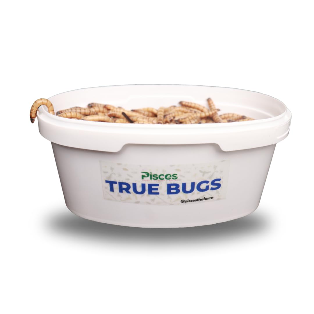 True Bugs Live SUPERWORMS - 100 PCS | Pets Food with Natural Supplement for All Life Stages Aquarium Fishes Like Arowana, Flowerhorn, Oscar, Birds, Reptile, Monkey and Other Pets (B0DB2MKMFH) Amazon Price History, Amazon Price Tracker