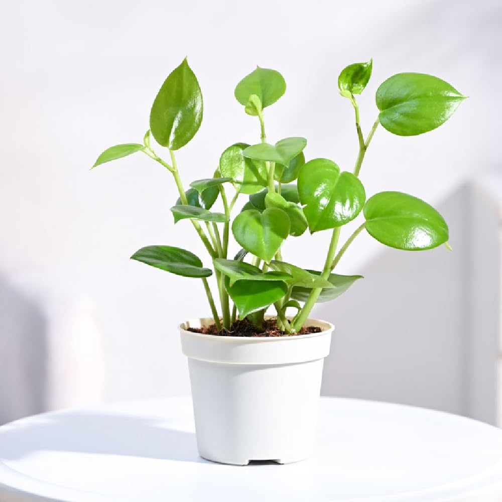 UGAOO Peperomia Green Creeper Live Plant With Grow Pot-image-4