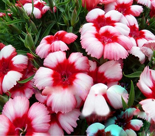 Futaba Dianthus Superbus Flower Seeds-White And Pink-100PCS