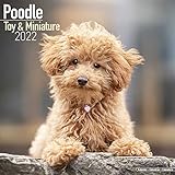  Toy and Miniature Poodle - Toypudel und Zwergpudel 2022 - 16-Monatskalender: Original Avonside-Monatskalender [mehrsprachig] [Kalender] (Wall-Kalender)