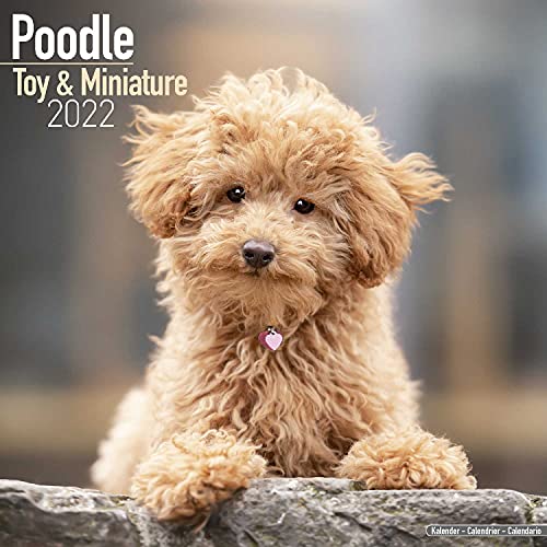 Miniature Poodle Calendar - Toy Poodle Calendars - Dog Breed Calendars - 2021 - 2022 wall calendars - 16 Month by Avonside