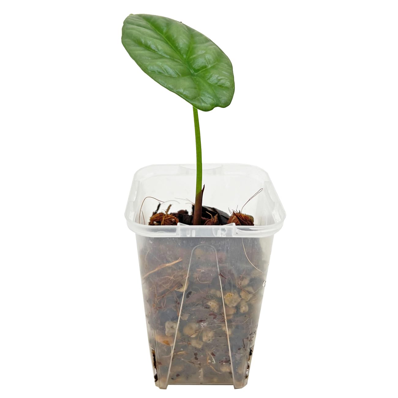 アロカシア　シヌアータ　バリエガータ 🌱Alocasia Sinuata variegata🌱 アロカシアシヌアータ