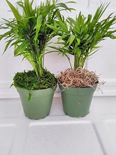 jmbamboo-Two Large-Victorian Parlor Palm - Chamaedorea with Moss 4" Pot