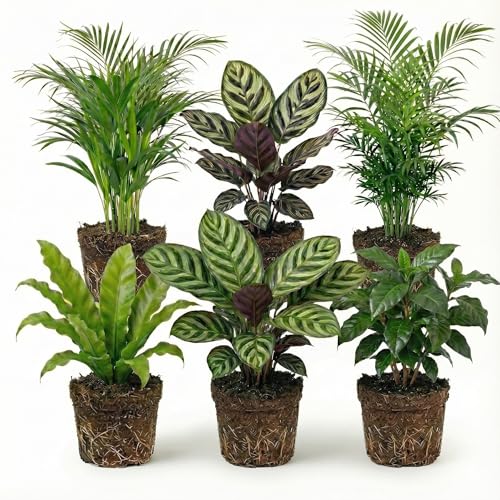 vdvelde.com - Luftreinigende pflanzen 6 - Tierfreundliche grüne Zimmerpflanzen - Einfacher und geringer Lichtbedarf - Ø12 cm ↥ca.40 cm