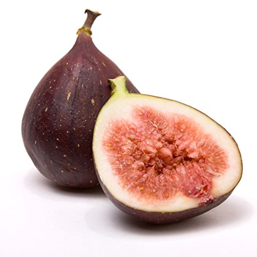 Celeste Fig Tree (Honey/Sugar Fig) Live Plant - Ficus Carica - Wellspring Gardens Starter Plant #TOP2