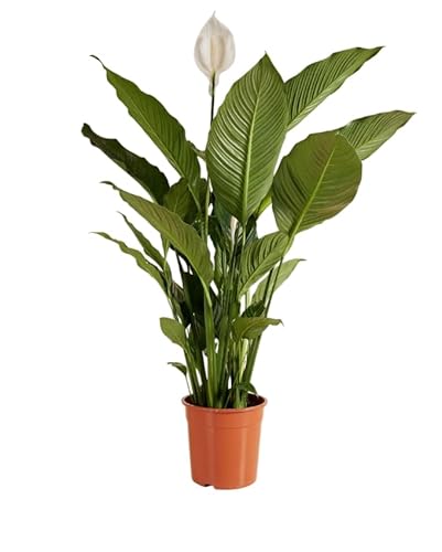 Planta Espatifilo Viva – Lirio de la Paz Purificador del Aire Interior