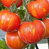 samenfritze