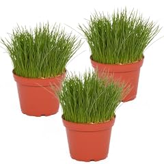 Petsnack Bio Katzengras FEIN...