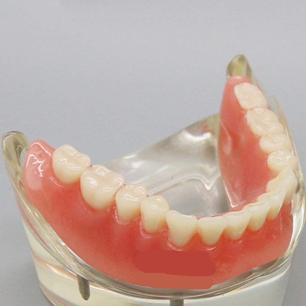 sjdoPulse Dental Care Model - Adult Teeth Model Anatomy Teeth Model - Adult Standard Oral Tooth Demonstration Model for Dentist Student Children