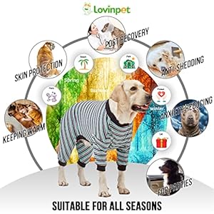 Lovinpet Large Dog Pajamas Pjs  Cotton Multicolor Stripe Dog Shirt Full Body 999 Cotton Dog Onesie Large Breed Dog Jammies Pet Pjs 3xl  Cucciolini Doodles Lovinpet large dog pajamas pjs  cotton multi color stripe dog shirt full body 99 9 cotton dog onesie large breed dog jammies pet pjs 3xl   cucciolini doodles