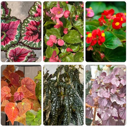 begonie trepadora semi selvatici perenni resistenti semi di interni reali bonsái interni perenni resistenti, lungo 750pcs