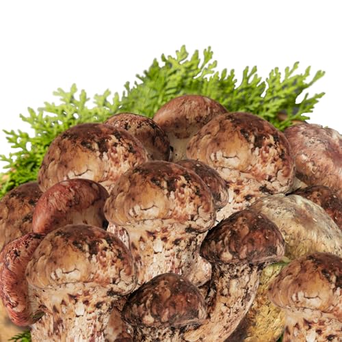 Monoevo  1KG }c^P lߍ킹 A ܂ Mtg X^_[h[WZbg