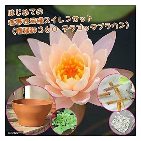Amazon Co Jp ビオトープ めだか はじめてのハス栽培セット 赤蓮 陶鉢４４０ ヒメダカ 浮き草 他 説明書付 本州四国限定 休眠株 ホーム キッチン