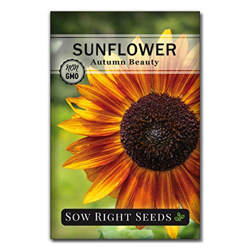 Sow Right Seeds - Autumn Beauty Sunflower Seeds for Planting