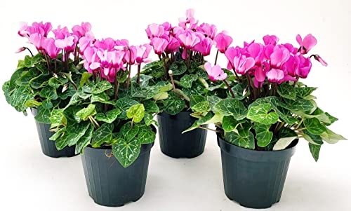 POWERS TO FLOWERS - CICLAMINO SUPERSERIE ROSA, FIORITURA EXTRA, 4 PIANTE, VASO 12CM, piante vere