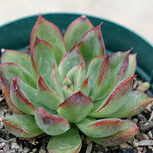 voI 7.5cm|bg A GPxA Echeveria'Omoidezuyu' ICfd łÂ Y  ϗtA CeAO[ 񂹐A ke 1{ 1