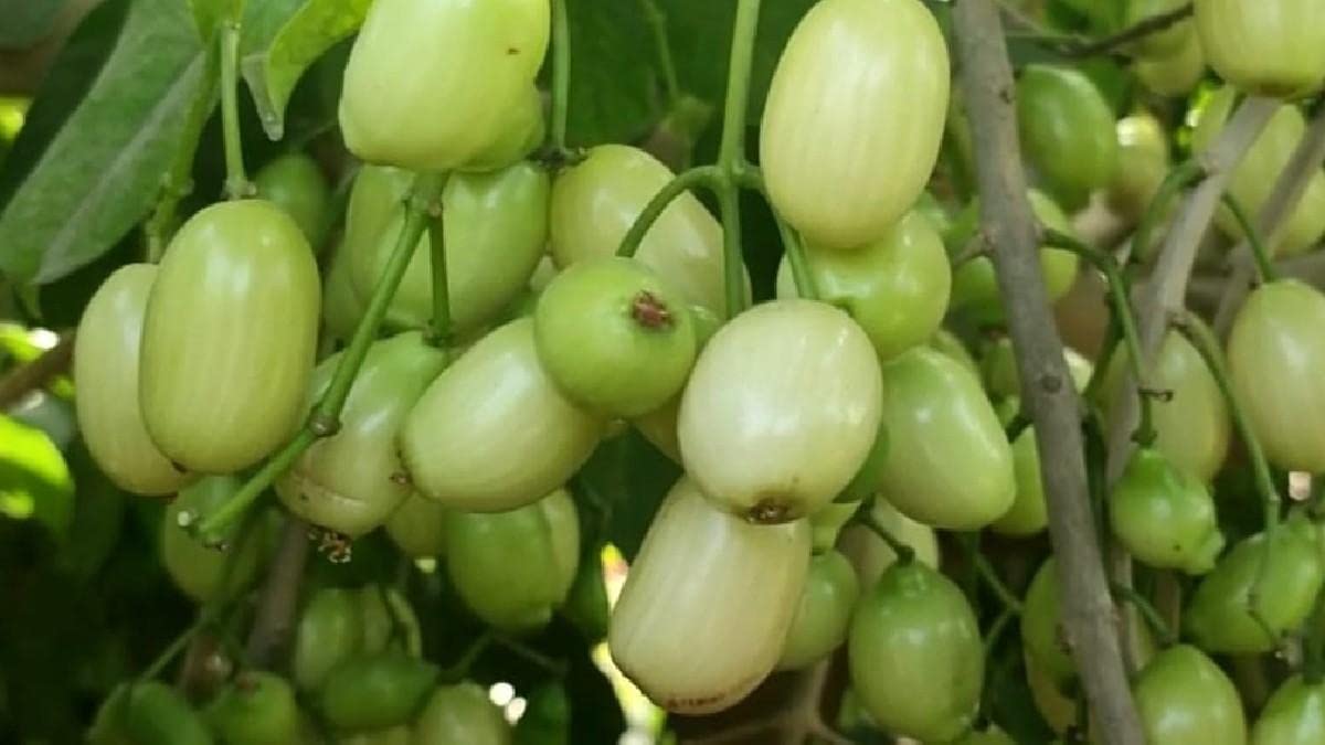 GreenCaart Thai White Jamun Grafted Hybrid Rare Variety Live Plant pack of 2 (B0B3JC228G) Amazon Price History, Amazon Price Tracker