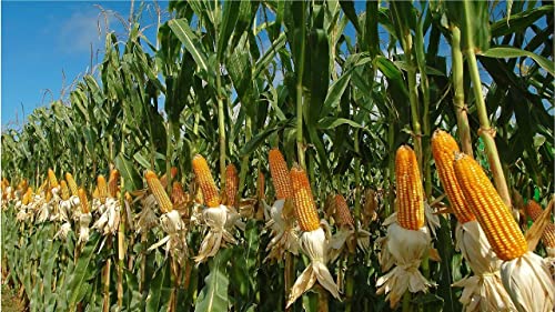 Image of Eywa Seeds & Exports Pvt Ltd Organic corn oil (15 liter) cold pressed /wood pressed oil | corn /makkai kachi ghani oil /tel by EYWA