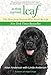 Dog Named Leaf: The Hero From Heaven Who Saved My Life