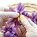 Zaffrus - Premium All Red Saffron Threads for Cooking Saffron Rice, Risotto, Paella, Tahdig, Desserts, Tea, Golden Milk (2 Grams)