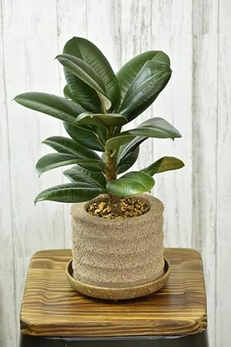 アクアプラントポット® 円L 植木鉢 ゴムの木(2103)