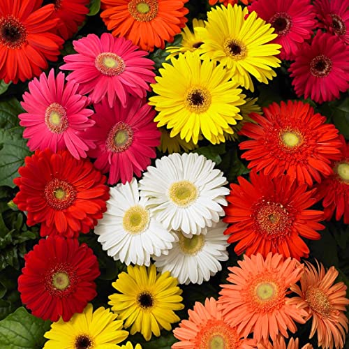 Gerbera Daisy Seeds for Planting - 300+ Mixed Gerbera Daisy Seeds Non-GMO Flower for Garden Outdoor