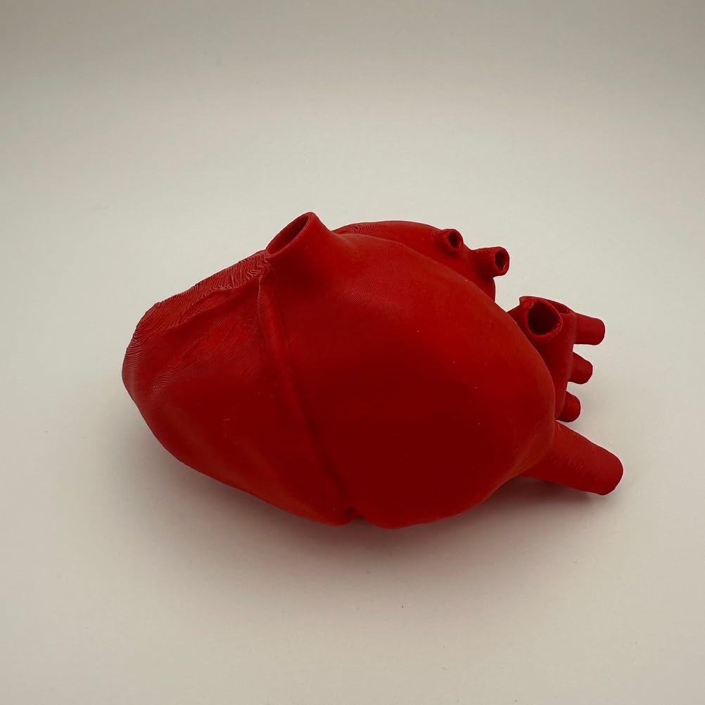 Modello di Cuore Umano Educativo Stampato in 3D - Modello delle Strutture Anatomiche del Cuore - per Insegnamento di Anatomia, Studio Medico e Cardiologia