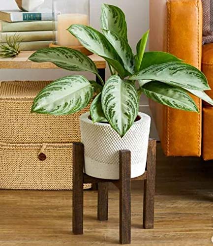 See full amazon price history chart for Rezone Art Sheesham Wood Indoor Outdoor Flower Pot Plant Stands | Planter Stand for House, Garden, Patio | Holders for Pots & Plants | Walnut Finish Rezone Art Sheesham Wood Indoor Outdoor Flower Pot Plant Stands | Planter Stand for House, Garden, Patio | Holders for Pots & Plants | Walnut Finish (B07QMYGRV9) Amazon Price History, Amazon Price Tracker