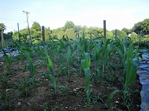 Corn, Stowell's Evergreen White Corn, Heirloom,20 Seeds, Delicious White Sweet Corn #TOP4