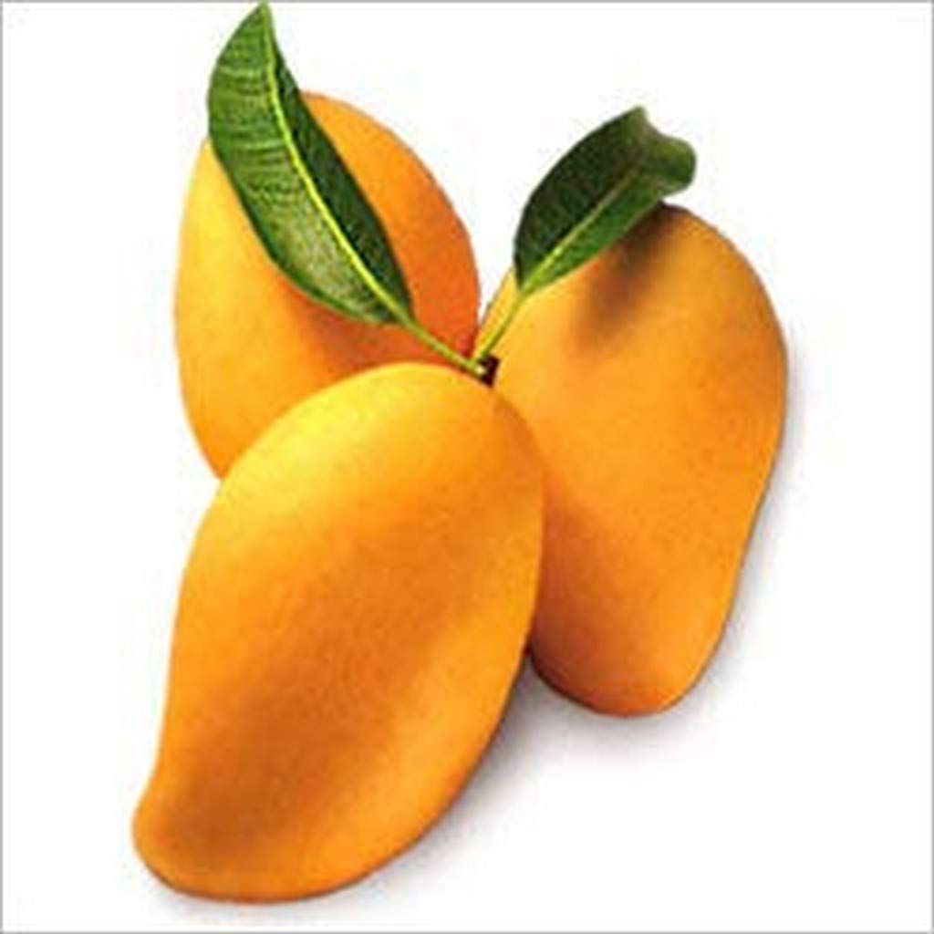 OhhSome Fruit Bearing Plant Mango Mallika All Season (1 Healthy Live Fruit Plant) (B09N8VSZR6) Amazon Price History, Amazon Price Tracker